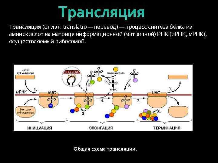 Трансляция (от лат. translatio — перевод) — процесс синтеза белка из аминокислот на матрице