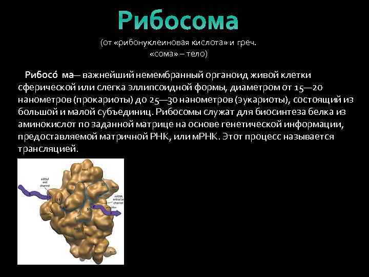Рибосома (от «рибонуклеиновая кислота» и греч. «сома» – тело) Рибосо ма— важнейший немембранный органоид