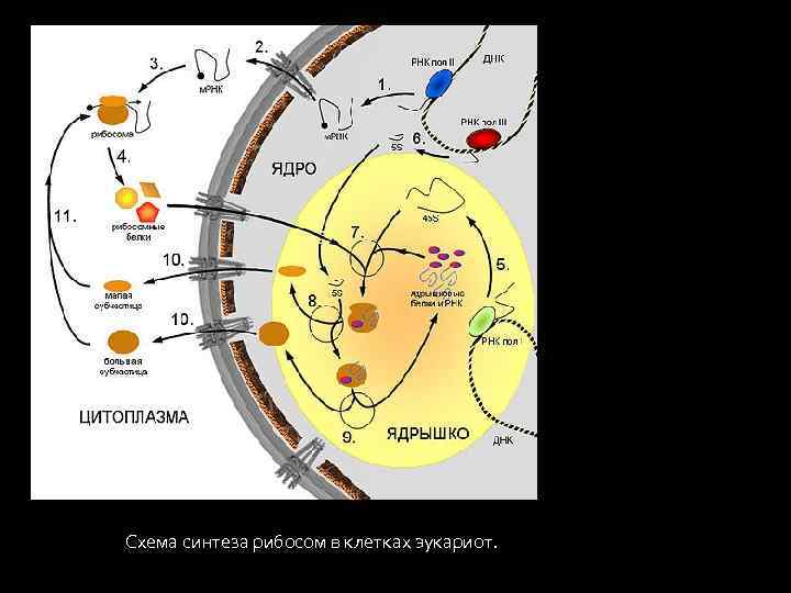 Схема синтеза рибосом в клетках эукариот. 