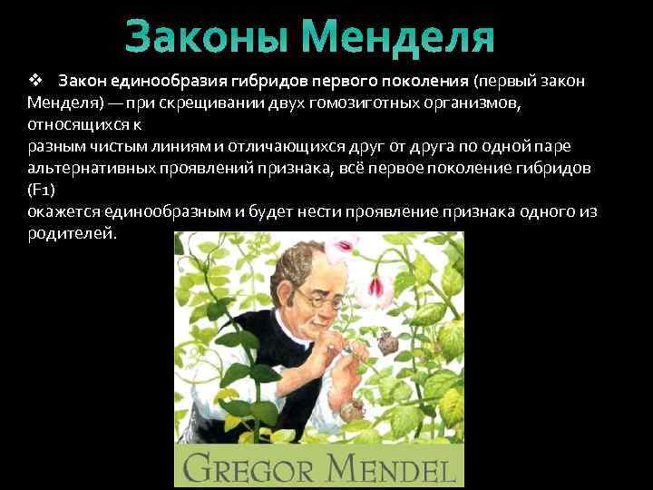 Законы Менделя v Закон единообразия гибридов первого поколения (первый закон Менделя) — при скрещивании