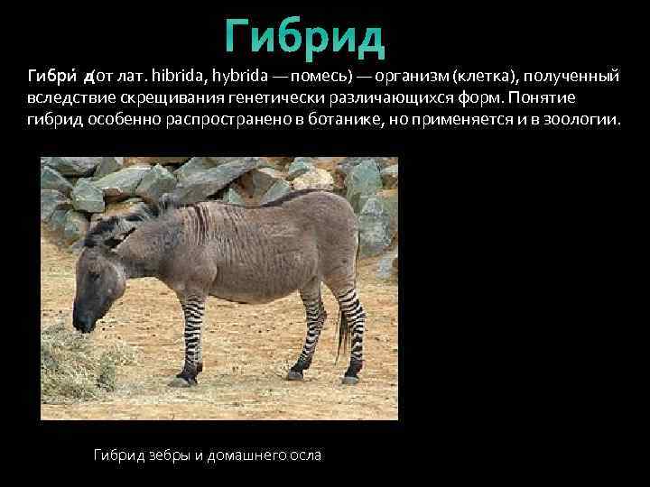 Гибрид Гибри д(от лат. hibrida, hybrida — помесь) — организм (клетка), полученный вследствие скрещивания