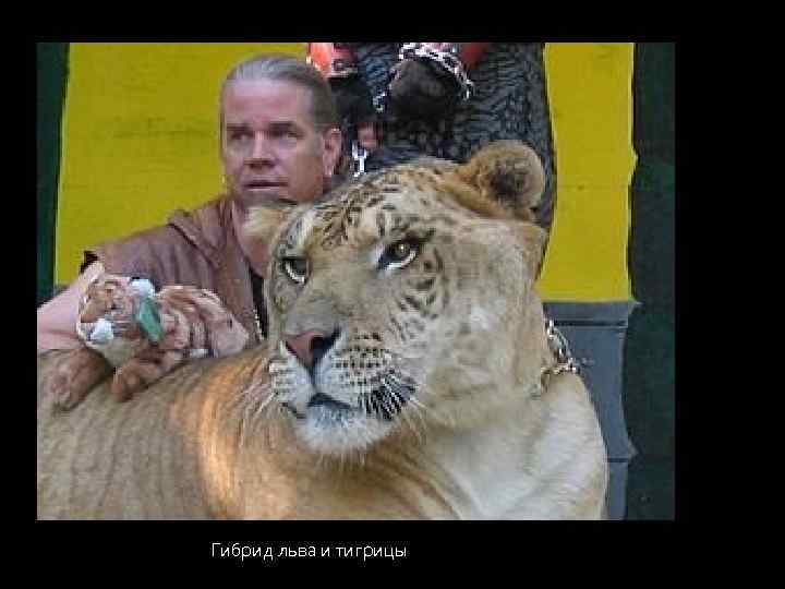 Гибрид льва и тигрицы 