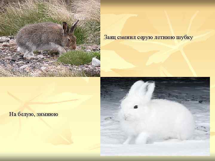 Заяц сменил серую летнюю шубку На белую, зимнюю 
