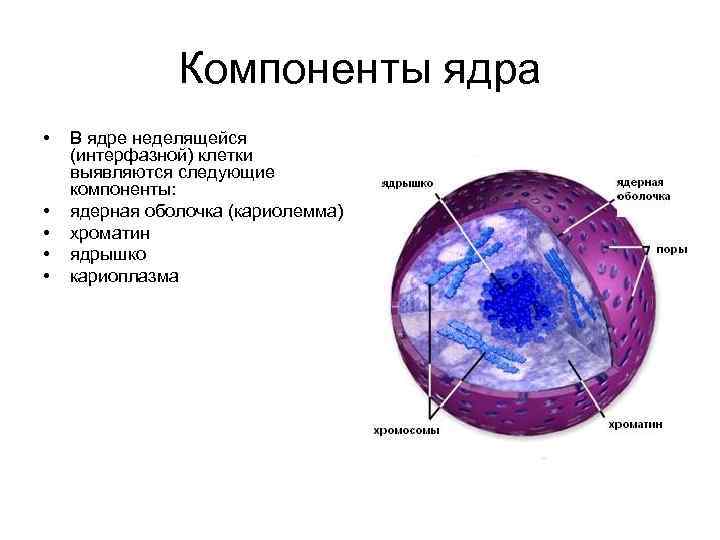 Другое название ядра. Клетка, компоненты, строение ядра. Перечислите основные структурные компоненты ядра. Компоненты клеточного ядра. Структуры компоненты клетки ядра.