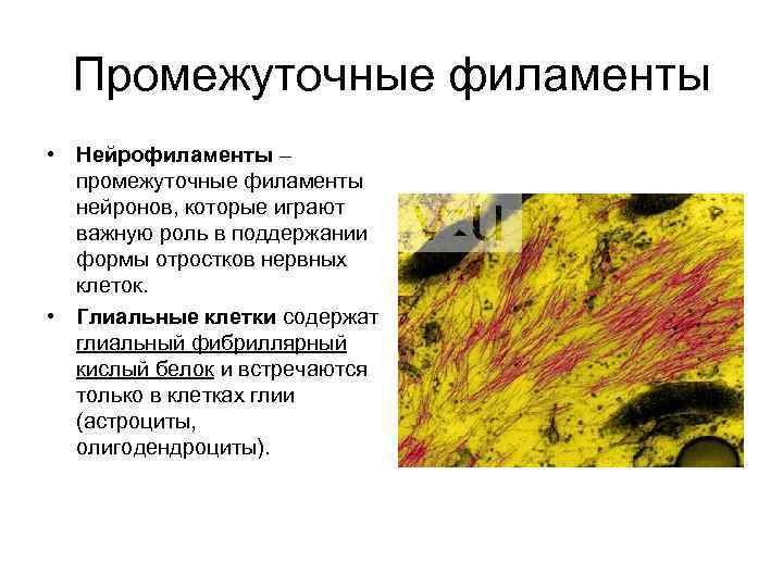 Промежуточные филаменты • Нейрофиламенты – промежуточные филаменты нейронов, которые играют важную роль в поддержании