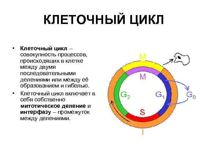 КЛЕТОЧНЫЙ ЦИКЛ • Клеточный цикл – совокупность процессов, происходящих в клетке между двумя последовательными