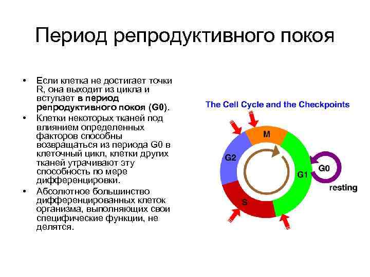 Периоды репродуктивного цикла. Репродуктивный период фазы. Репродуктивный период определение. Как понять репродуктивный период. Особенности клеток в состоянии «покоя» g0.