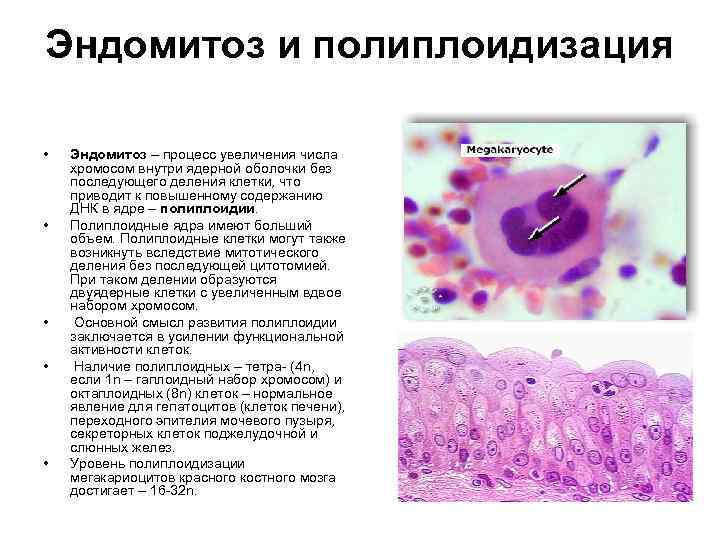 Эндомитоз и полиплоидизация • • • Эндомитоз – процесс увеличения числа хромосом внутри ядерной