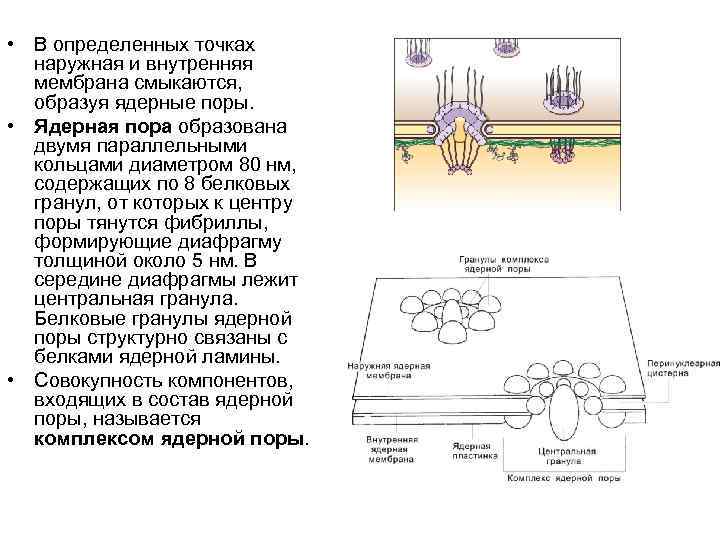  • В определенных точках наружная и внутренняя мембрана смыкаются, образуя ядерные поры. •