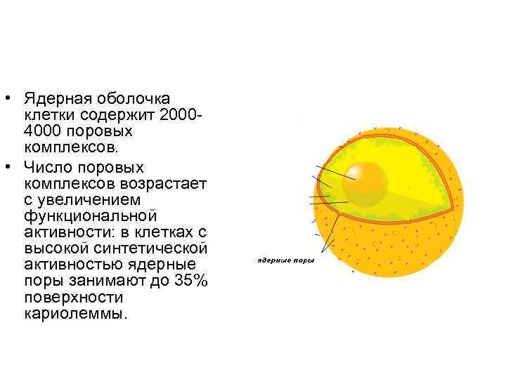  • Ядерная оболочка клетки содержит 20004000 поровых комплексов. • Число поровых комплексов возрастает