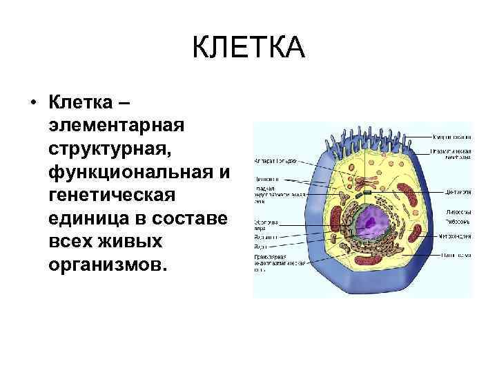 Клетка является единицей живого. Клетка живого организма. Клетка для презентации. Клетка структурно функциональная единица организма. Информация про клетки.