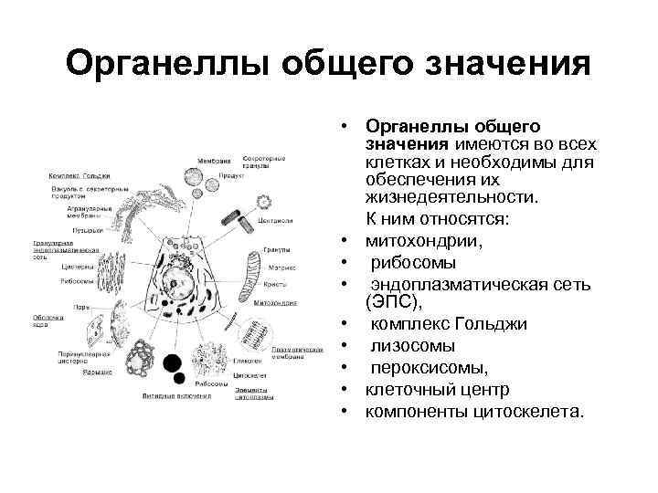 Каким номером обозначен процесс. Строение органеллы общего назначения. Строение клетки основные органеллы. Органеллы общего значения строение и функции. Органеллы общего значения эукариотической клетки стерео схема.