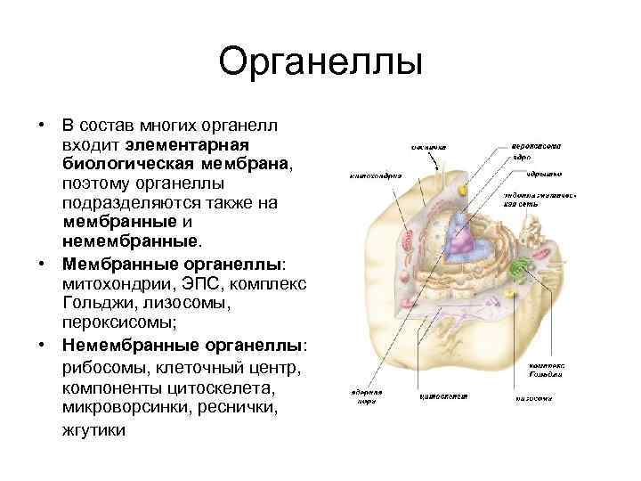 Органеллы • В состав многих органелл входит элементарная биологическая мембрана, поэтому органеллы подразделяются также