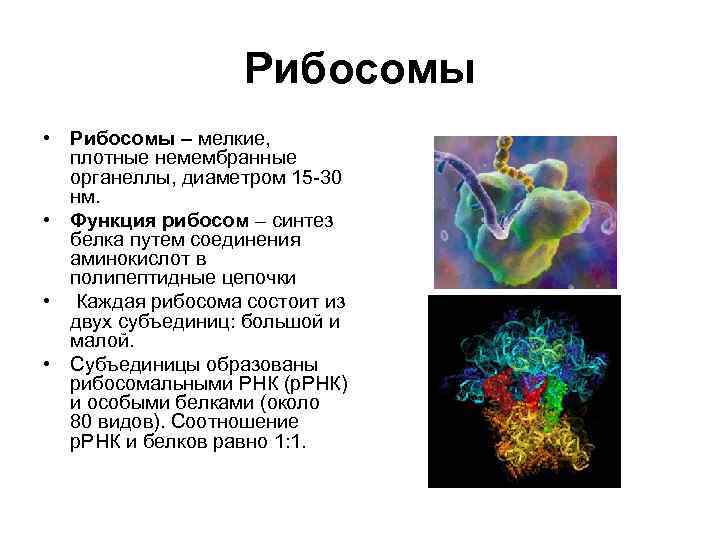 Рибосомы • Рибосомы – мелкие, плотные немембранные органеллы, диаметром 15 -30 нм. • Функция