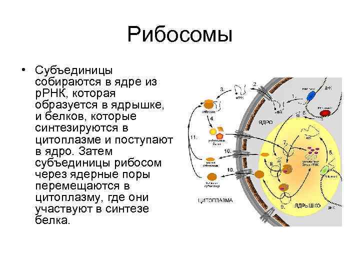 Днк у эукариот синтезируется в ядре