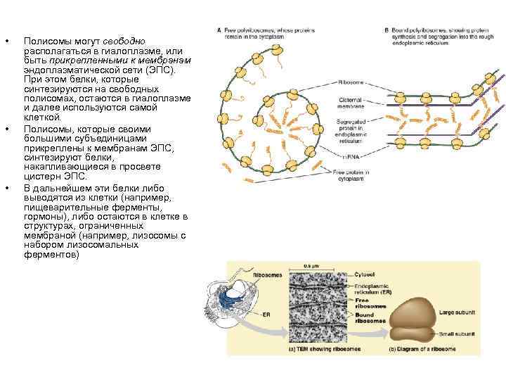 Используя все перечисленные ниже. Полисомы строение и функции. Полисомы на ЭПС. Функции полисомы в клетке. Назовите функцию полисомы.