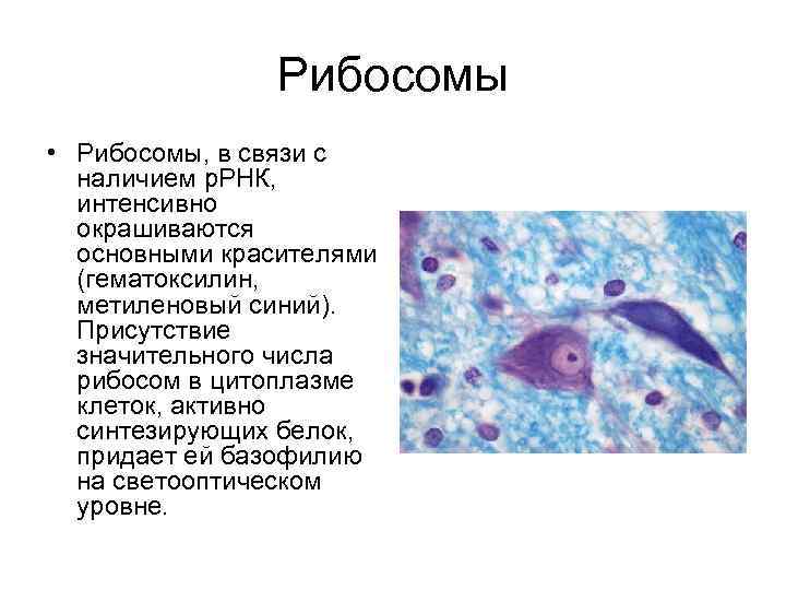 Рибосомы • Рибосомы, в связи с наличием р. РНК, интенсивно окрашиваются основными красителями (гематоксилин,