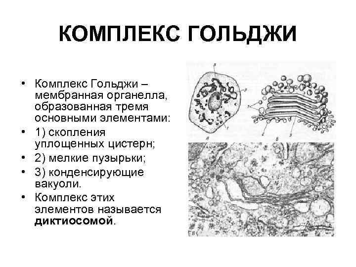 Комплекс гольджи мембраны. Органелла комплекс Гольджи. Аппарат Гольджи Электронограмма. Электрограмма комплекса Гольджи. Комплекс Гольджи мембранный органоид.