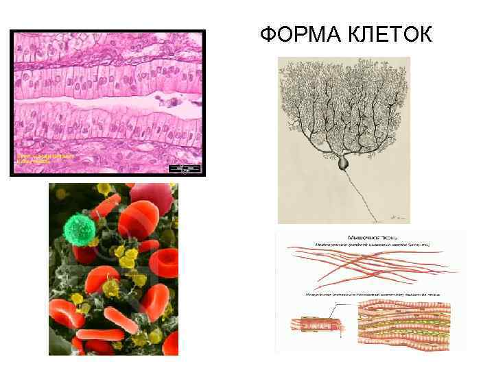 ФОРМА КЛЕТОК 