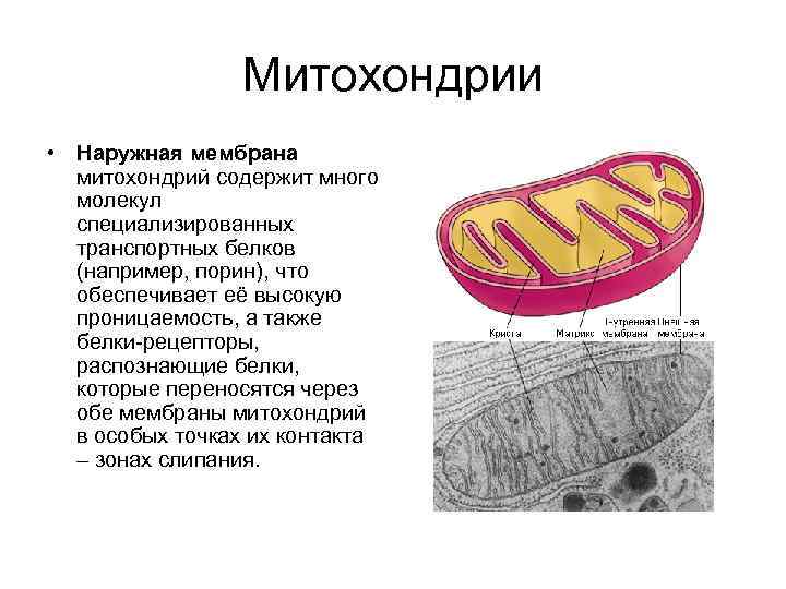 Митохондрии • Наружная мембрана митохондрий содержит много молекул специализированных транспортных белков (например, порин), что