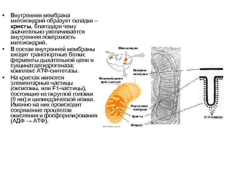 Складки внутренней мембраны