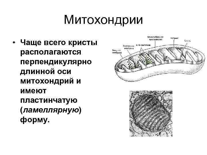 Строение митохондрии кристы