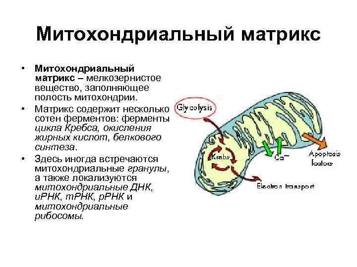 Митохондриальный матрикс • Митохондриальный матрикс – мелкозернистое вещество, заполняющее полость митохондрии. • Матрикс содержит