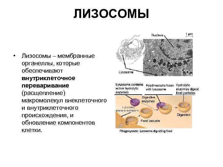 Лизосомы строение и функции