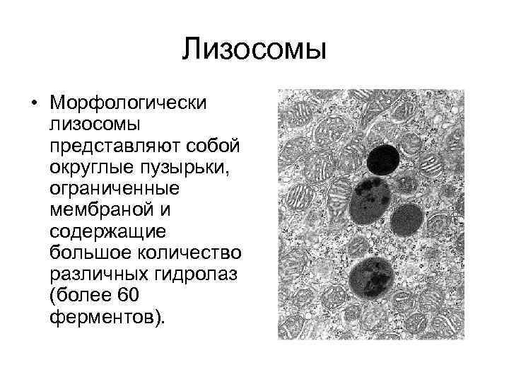 Ферменты для первичных лизосом. Лизосома представляет собой. Лизосомы строение. Строение структура лизосомы. Лизосомы в электронном микроскопе.