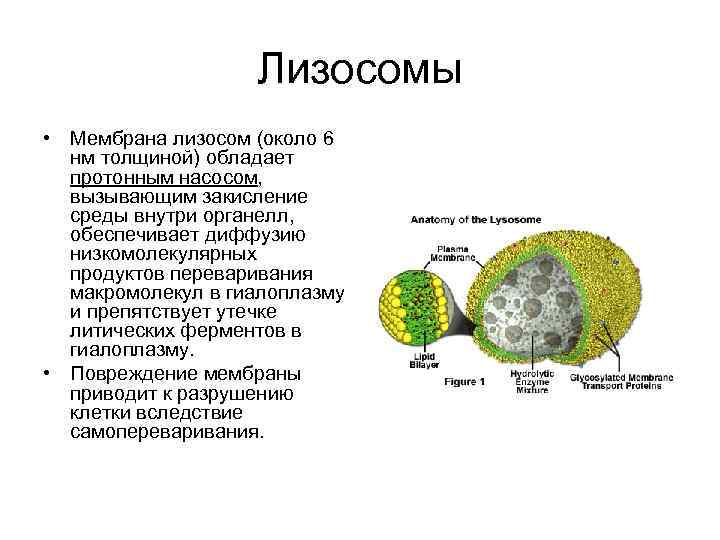 Лизосомы • Мембрана лизосом (около 6 нм толщиной) обладает протонным насосом, вызывающим закисление среды