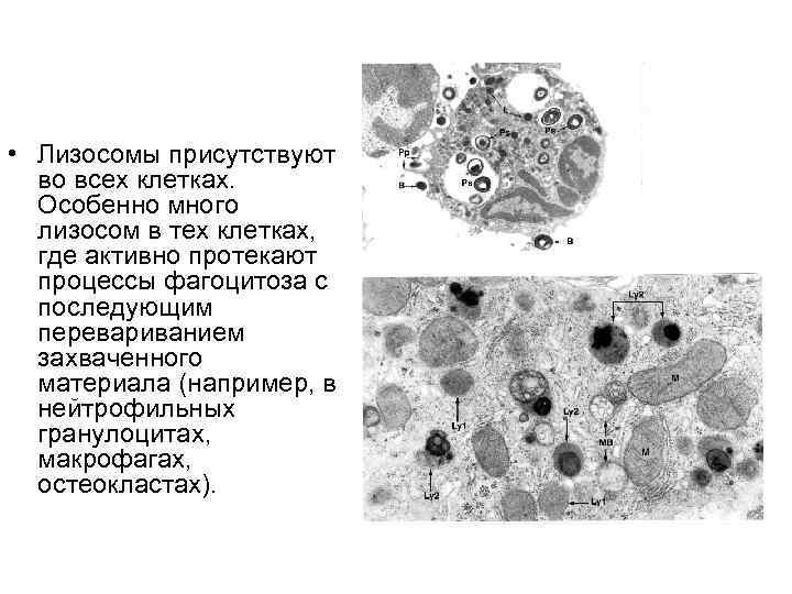 Лизосомы строение. Лизосомы фагоцитирующих клеток.. Лизосомы макрофагов.