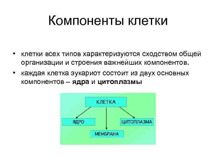 Компоненты клетки • клетки всех типов характеризуются сходством общей организации и строения важнейших компонентов.