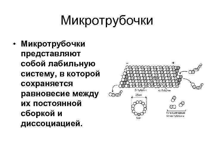 Микротрубочки • Микротрубочки представляют собой лабильную систему, в которой сохраняется равновесие между их постоянной