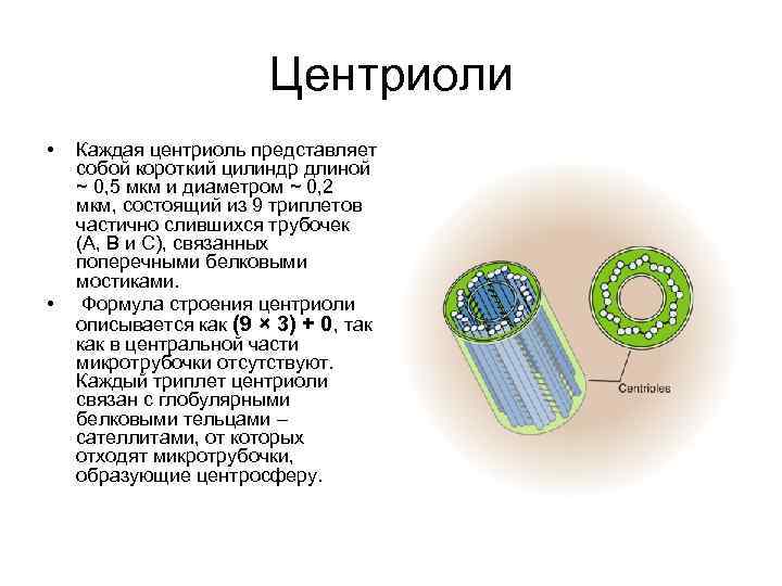 В каких клетках имеются центриоли. 2 Центриоли. Формула микротрубочек центриоли. Центриоли строение и функции таблица 10 класс. Одиночная центриоль представляет собой.
