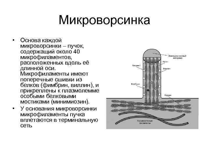 Микроворсинка • Основа каждой микроворсинки – пучок, содержащий около 40 микрофиламентов, расположенных вдоль её