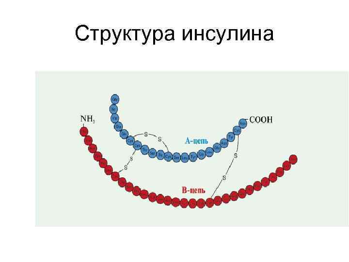 Структура инсулина 