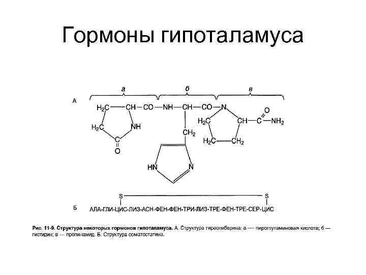 Гормоны гипоталамуса 