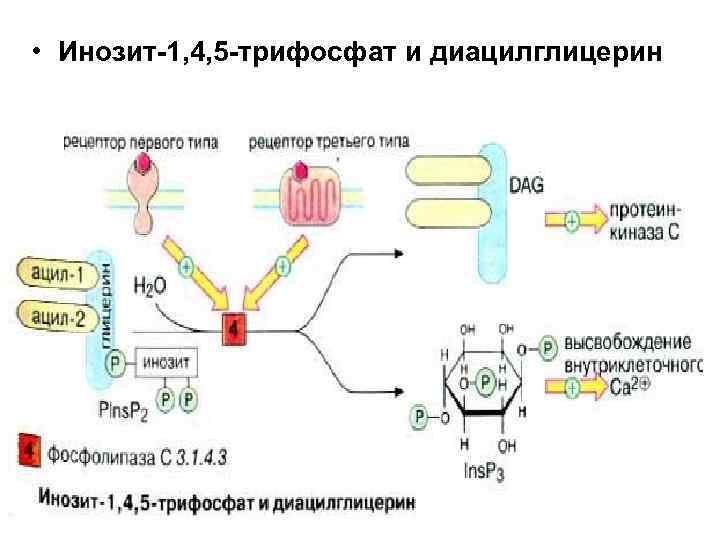  • Инозит-1, 4, 5 -трифосфат и диацилглицерин 