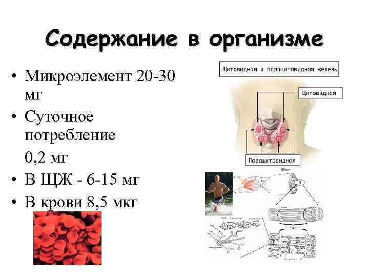 Содержание в организме • Микроэлемент 20 -30 мг • Суточное потребление 0, 2 мг