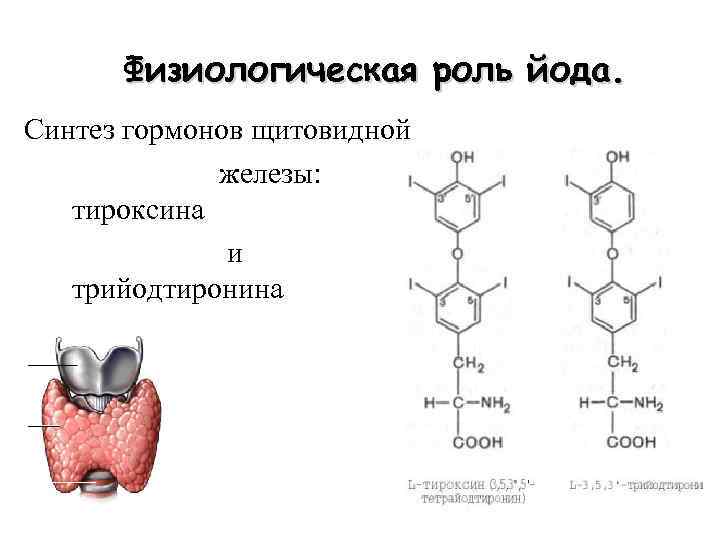 Физиологическая роль йода. Синтез гормонов щитовидной железы: тироксина и трийодтиронина 