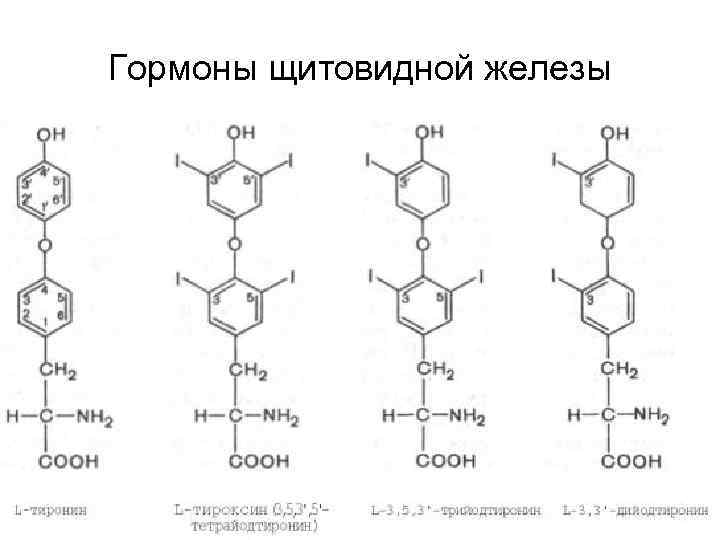 Гормоны щитовидной железы 