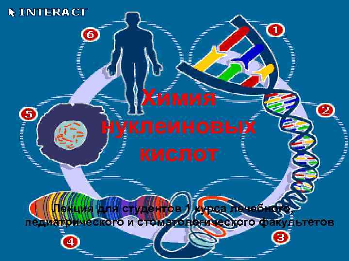 Химия нуклеиновых кислот Лекция для студентов 1 курса лечебного, педиатрического и стоматологического факультетов 