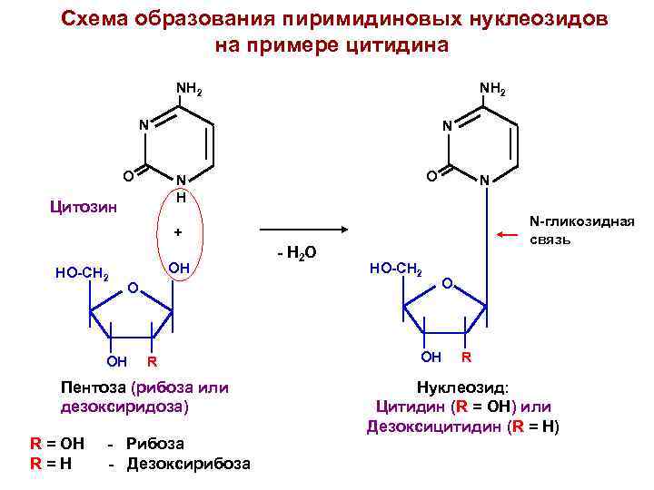 Схема образования дезоксицитидина