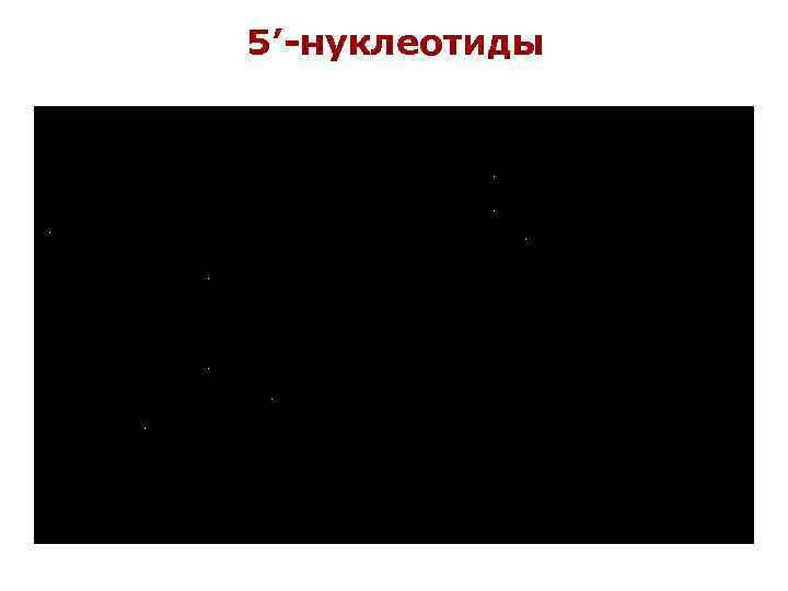 5’-нуклеотиды 