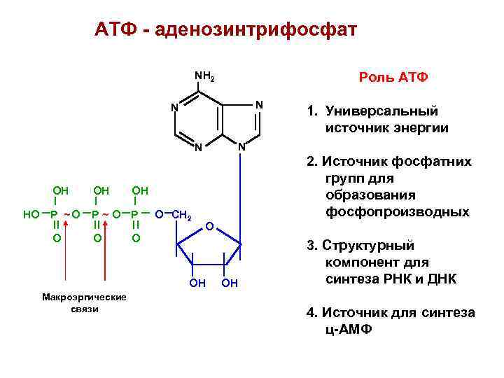 Атф в организме образуется. АТФ формула биохимия. Химическая структура АТФ. Аденозинтрифосфат структурная формула. Строение АТФ типы химических связей.
