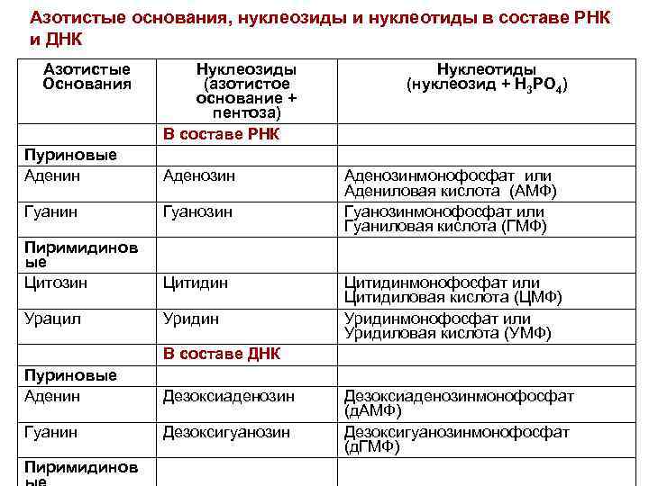 Азотистые основания, нуклеозиды и нуклеотиды в составе РНК и ДНК Азотистые Основания Нуклеозиды (азотистое