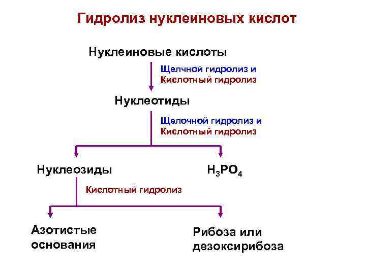 Схема гидролиза белка