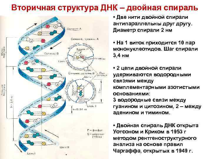 Днк антипараллельны