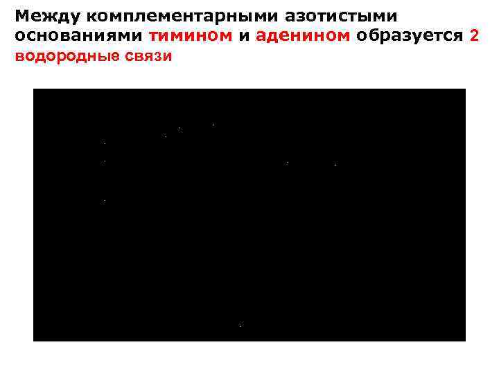 Между комплементарными азотистыми основаниями тимином и аденином образуется 2 водородные связи 