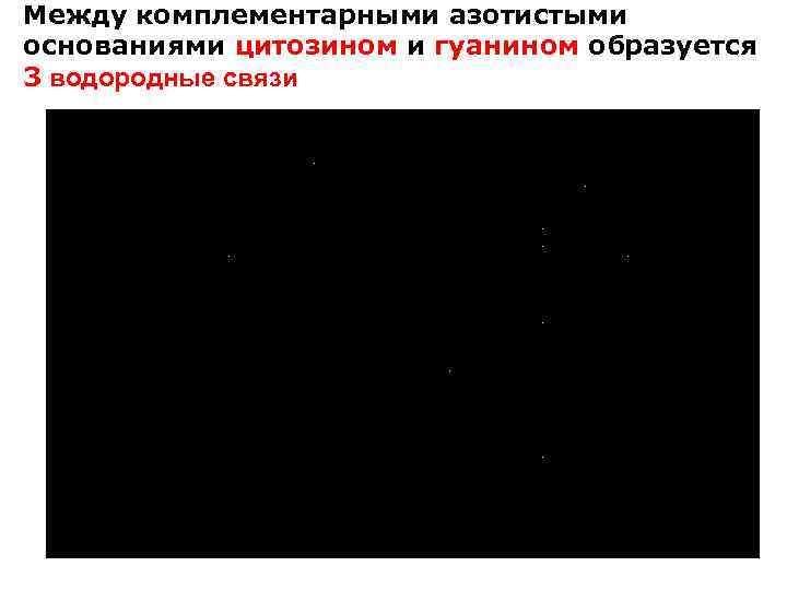 Между комплементарными азотистыми основаниями цитозином и гуанином образуется 3 водородные связи 